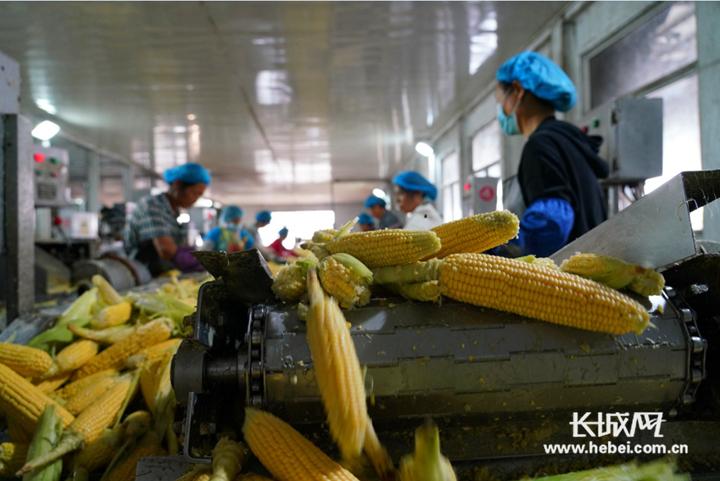 唐山鼎晨食品农产品深加工生产车间工人在忙碌作业.何川 摄